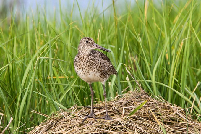 Willet v2 Brig 5 17_43G0690