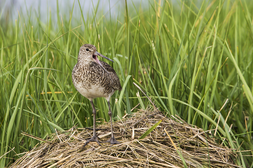 Willet v2 Brig_v1_43G0687