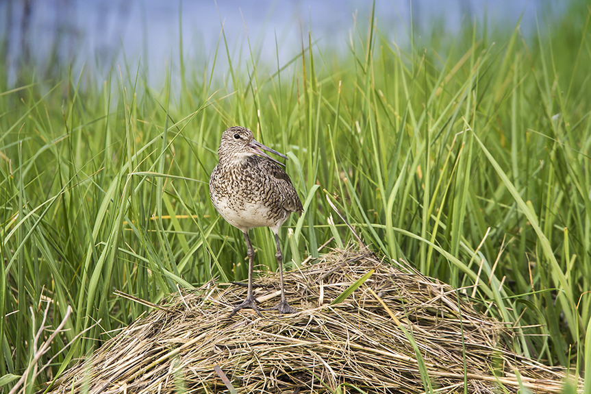 Willet v7 brig 5_17_43G0689