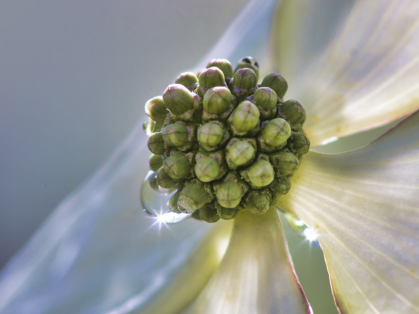 bud Tree wat_dropYard 6 17 v2 m43_200FD_1400394