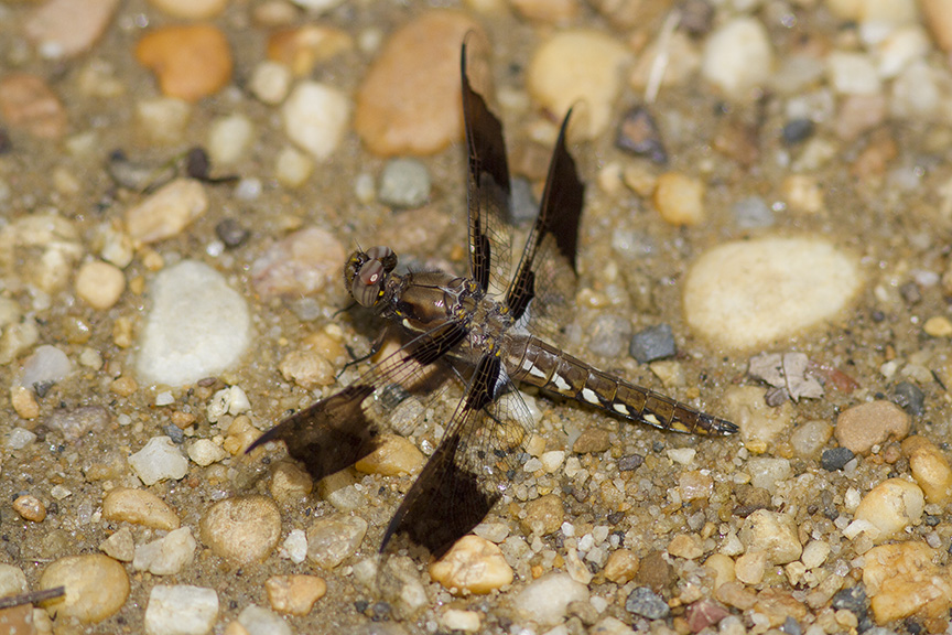 Common Whitetail Female v2_MG_8077