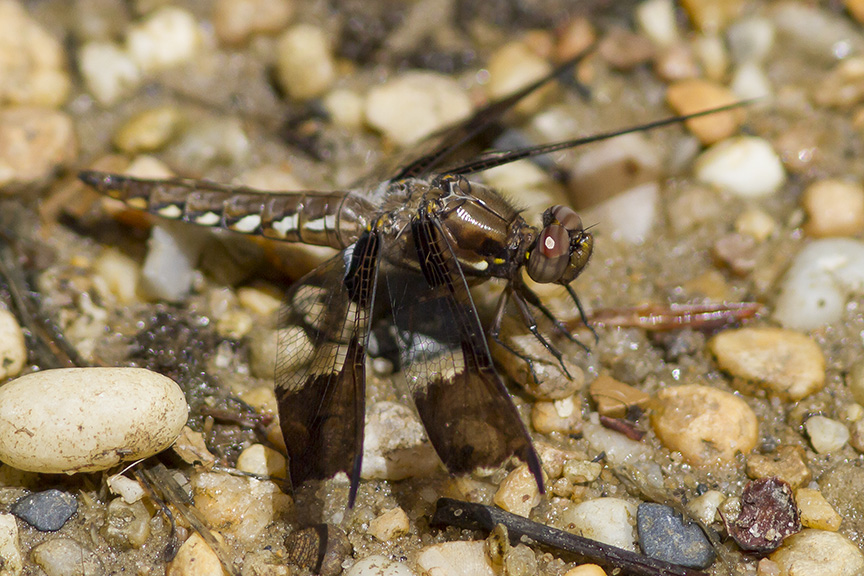 Common Whitetail Female v2_MG_8103