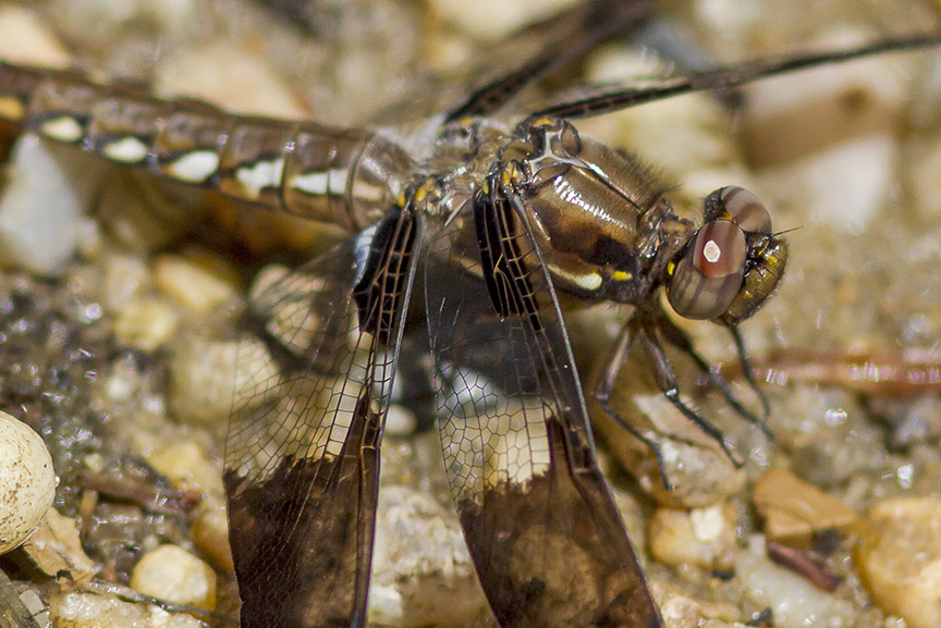 Common Whitetail Female v3_MG_8109
