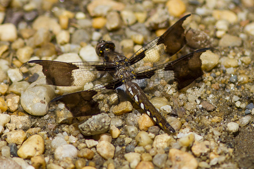 Common Whitetail Female_MG_8064 v2