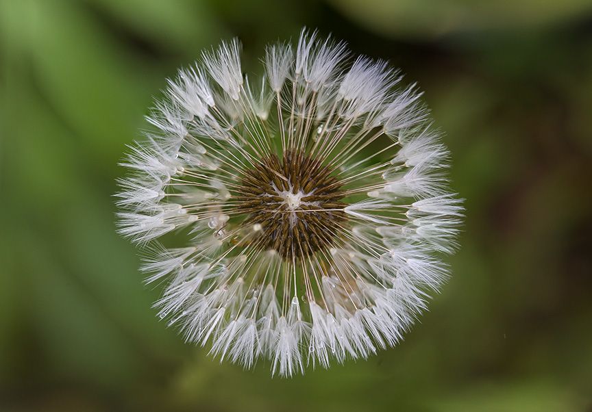 Dandelion 4img stk v2