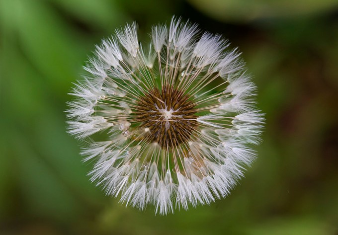 Dandelion 4img stk v2