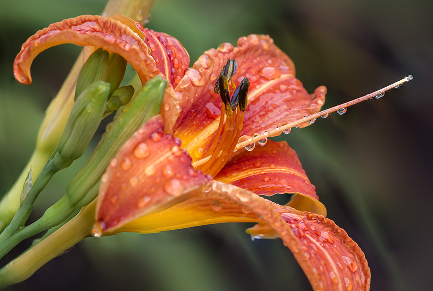 Day Lily aftr Rain 6 17 v2