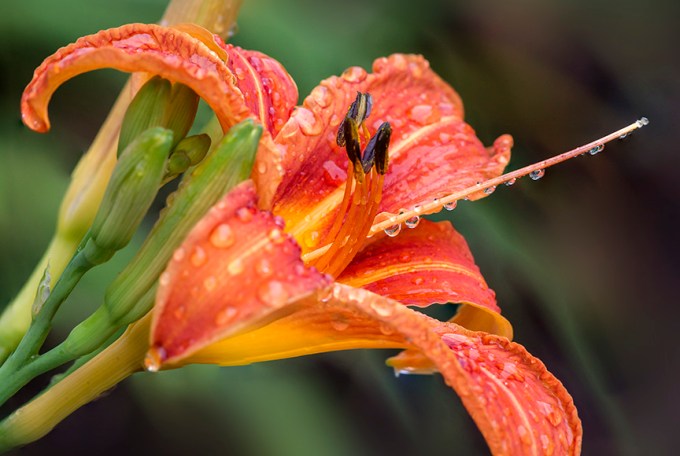 Day Lily aftr Rain 6 17 v2