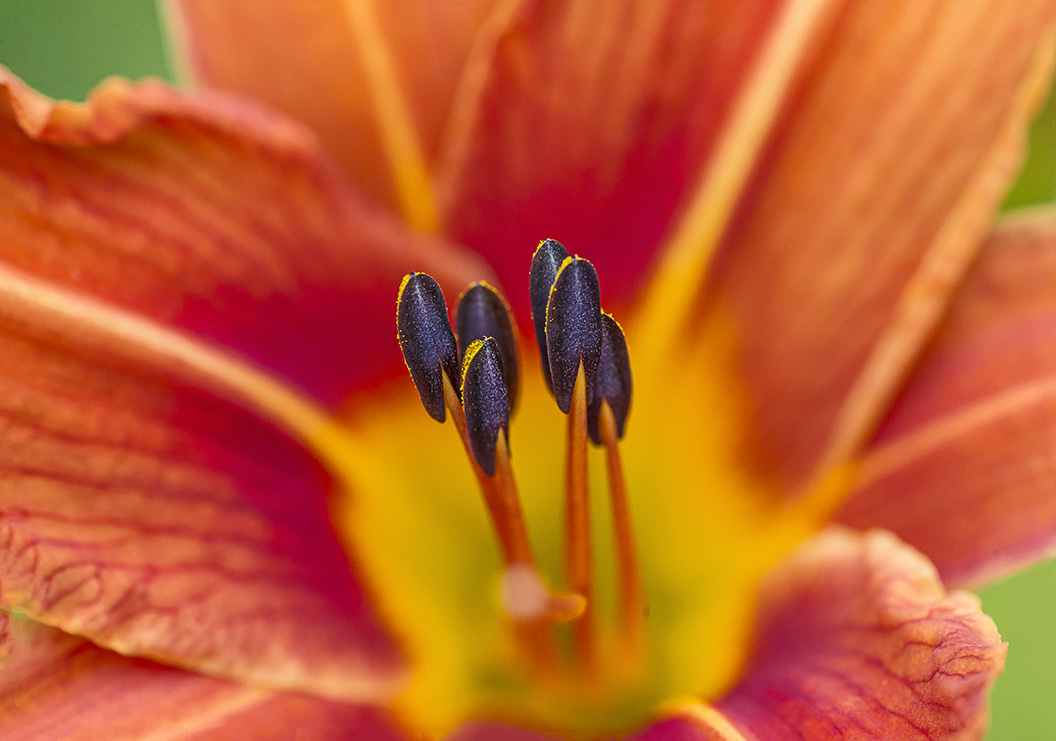 Day Lily stamen v1 shrt stk