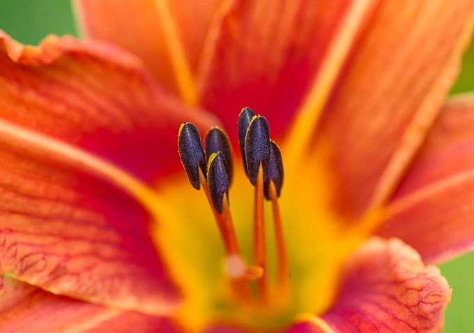 Day Lily stamen v1 shrt stk