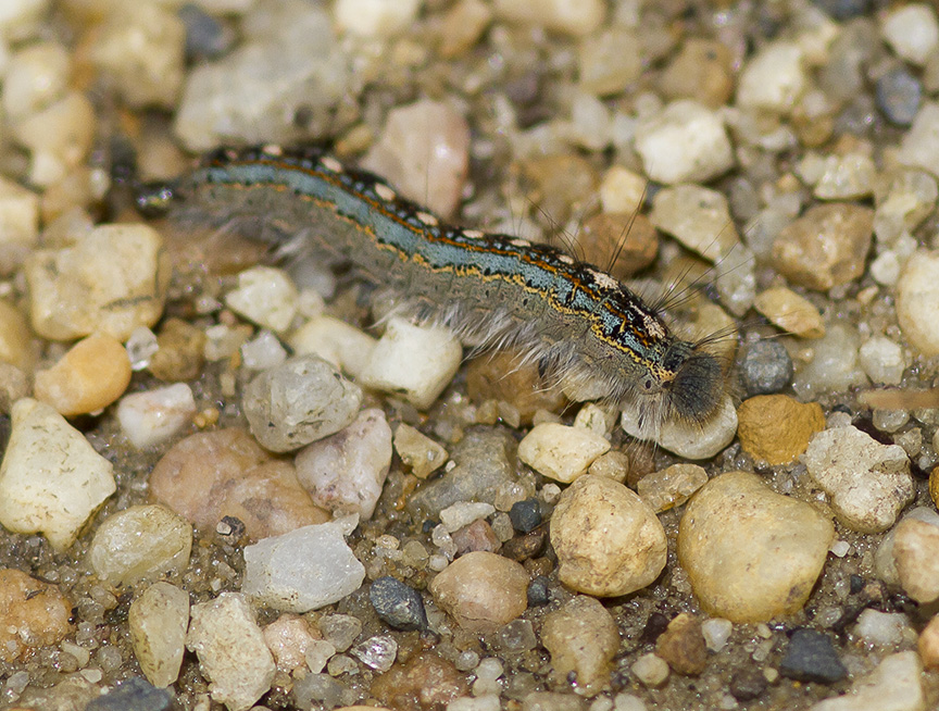 Forest Tent Catepillar v3 1PP 5 17_MG_7978