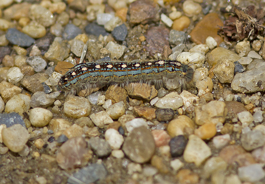 Forest tent moth caterpillar_MG_8069