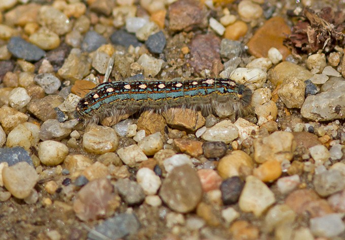 Forest tent moth caterpillar_MG_8069