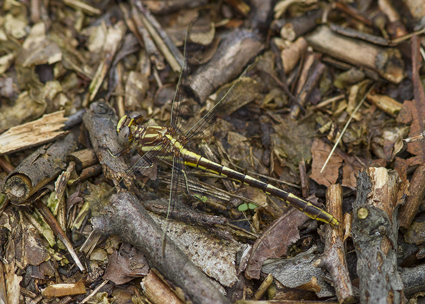 Lancet Clubtail v1 PP 5 17_MG_8015