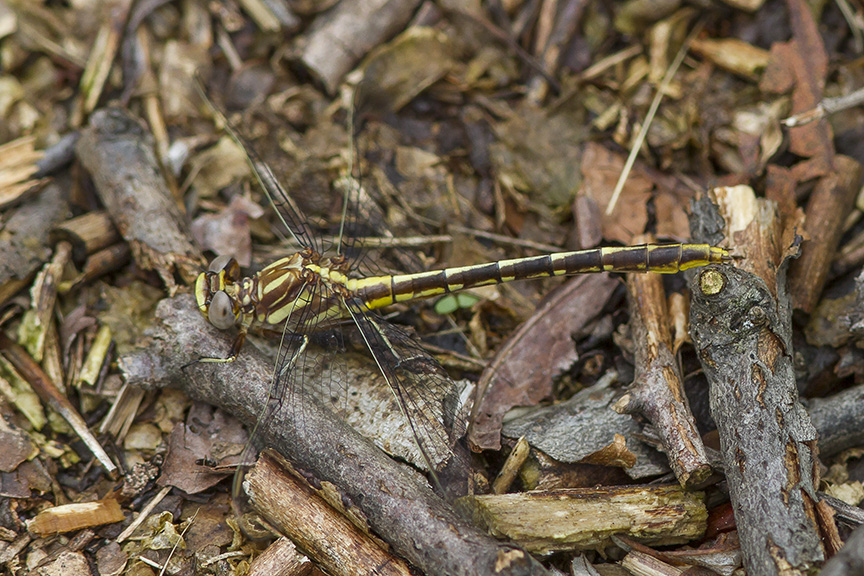 Lancet Clubtail v2 PP 5 17_MG_8006