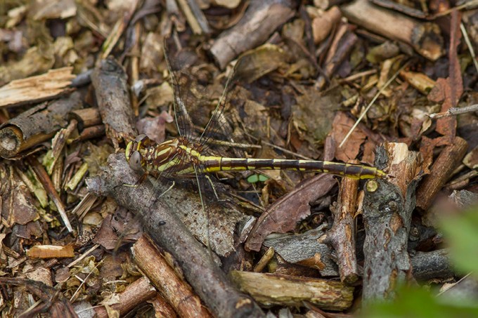 Lancet Clubtail v2_MG_7994