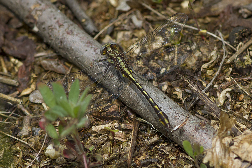 Lancet Clubtail_v2_PP 5 17MG_7986