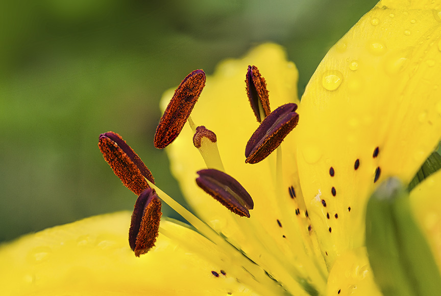 Lily 9img stk v2Lum 150macro + 1_4X f4
