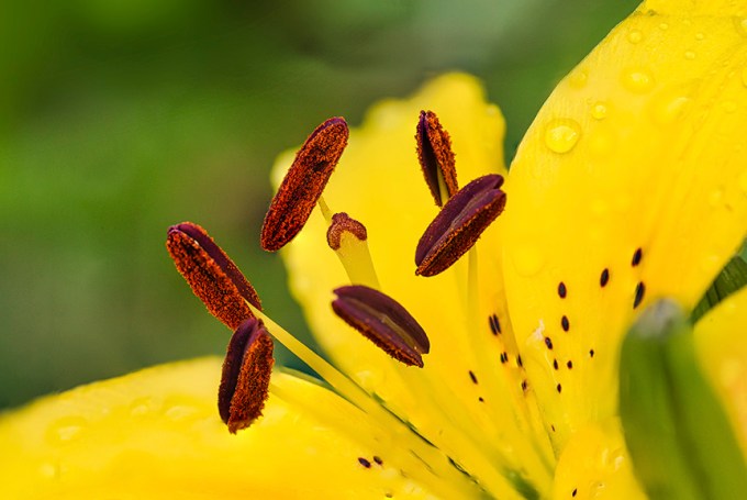 Lily 9img stk v2Lum 150macro + 1_4X f4