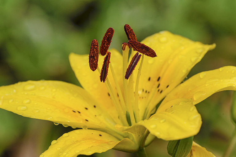 Lily CU v3 f8 150mm+1_4 f8_43G7328