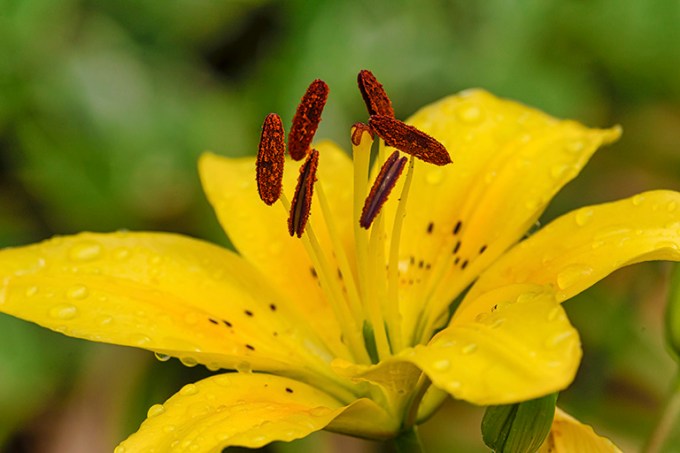 Lily CU v3 f8 150mm+1_4 f8_43G7328