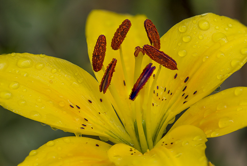 Lily v2 f4_10img stk_150&amp;1_4X