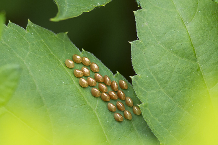 Milkweed bug eggs_onleaf v2 6 17_43G4555