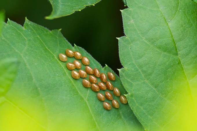 Milkweed bug eggs_onleaf v2 6 17_43G4555