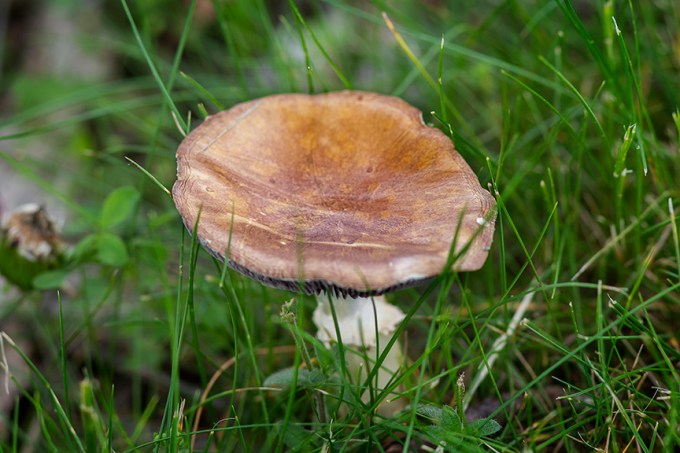 Mushroom v2 EARTH cntr 6 17_43G4499