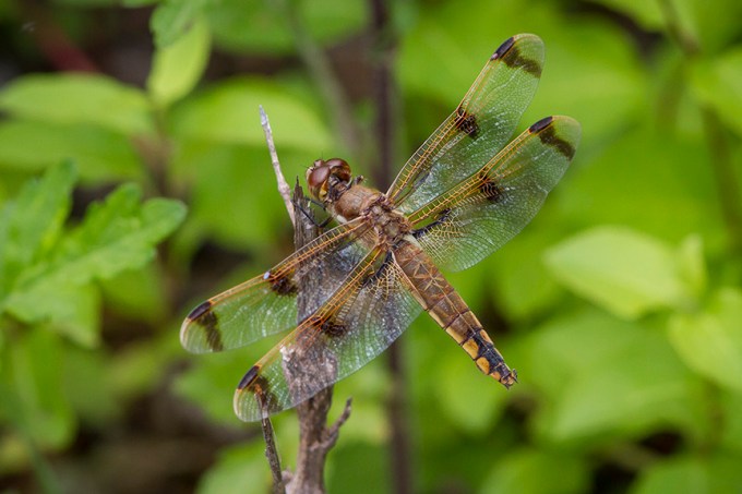 Painted Skimmer Dragonfly v2 PP 5 17_MG_7958