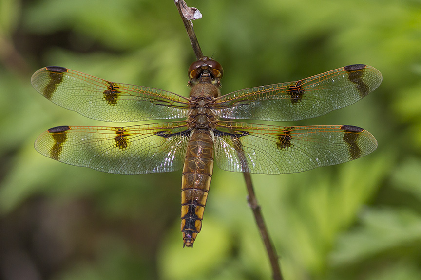 Painted Skimmer Dragonfly v2 PP 5_17_MG_7988