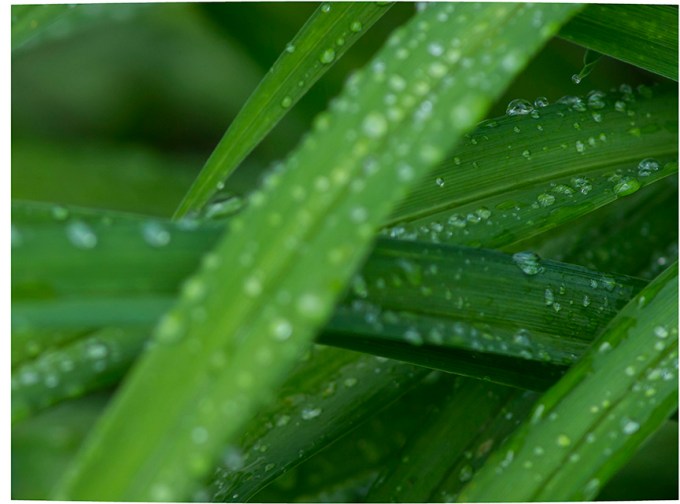 RainDrops_3_8img stk lay8