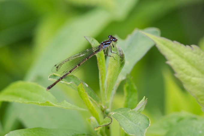 Stream Bluet v2 EC 6 17 v1_43G4596