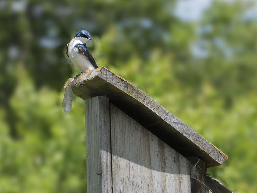 Tree swallow v2 DM 6 17_1410192