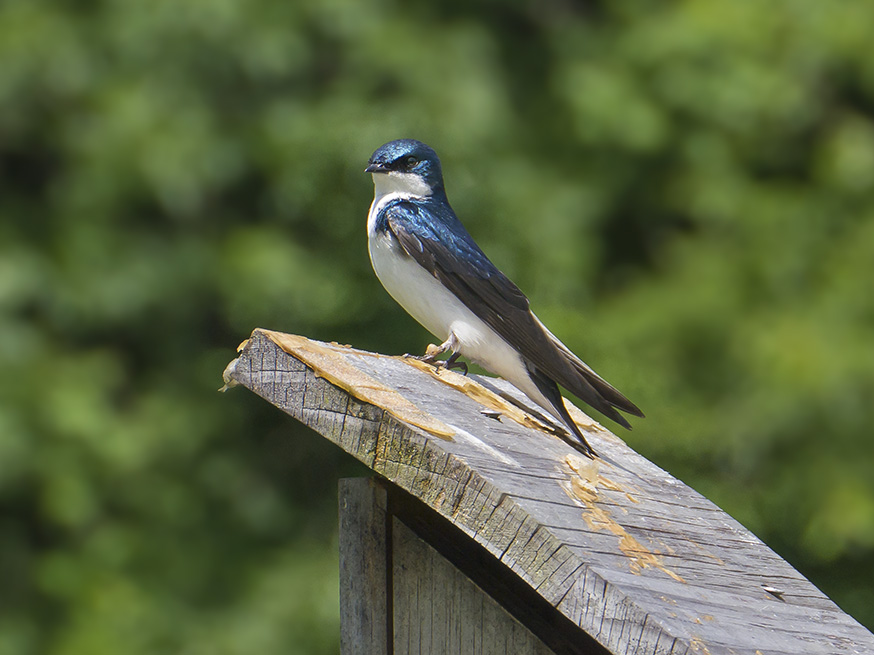 tree swallow v3 dm 6 15_1410208
