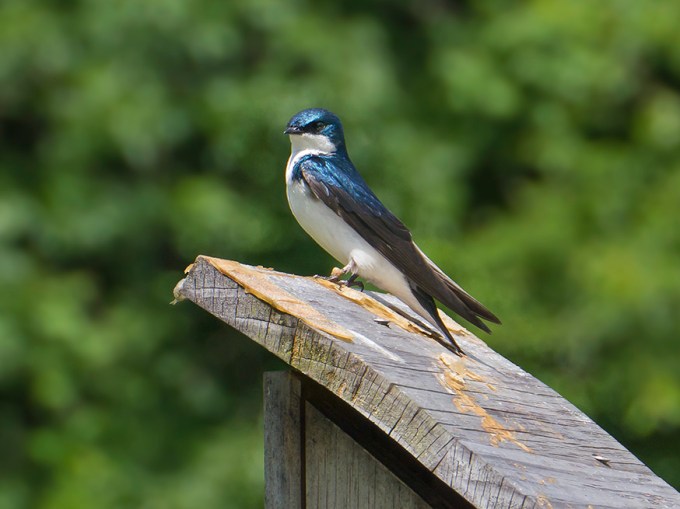 tree swallow v3 dm 6 15_1410208