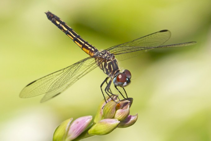 Blue Dasher Female yd v1_MG_9715
