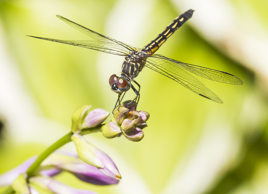 Blue Dasher Female yd v2_MG_9752