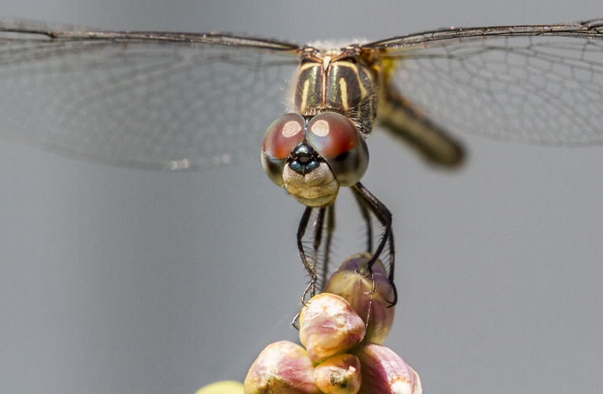 Blue Dasher FM v4 yd_MG_9828