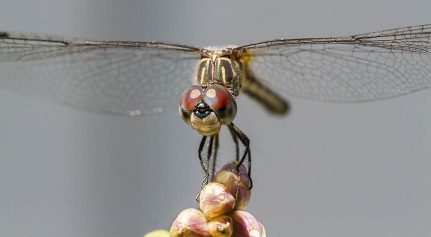 Blue Dasher FM va yd_MG_9828