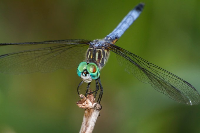 Blue Dasher v1_MG_9455