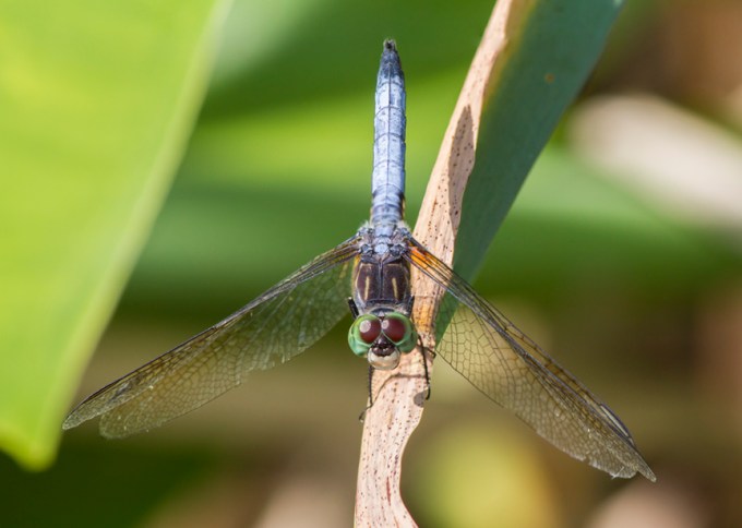 Blue Dasher v2 2img stk