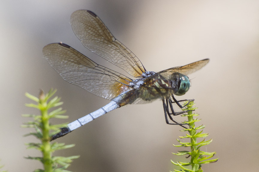 BlueDasher v2_MG_9904