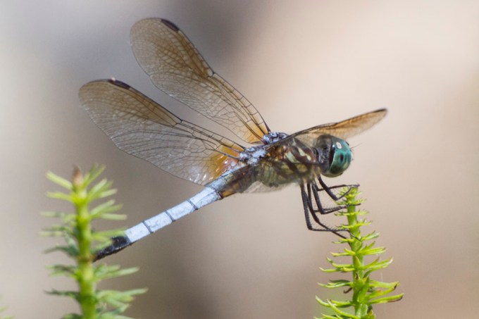 BlueDasher v2_MG_9904