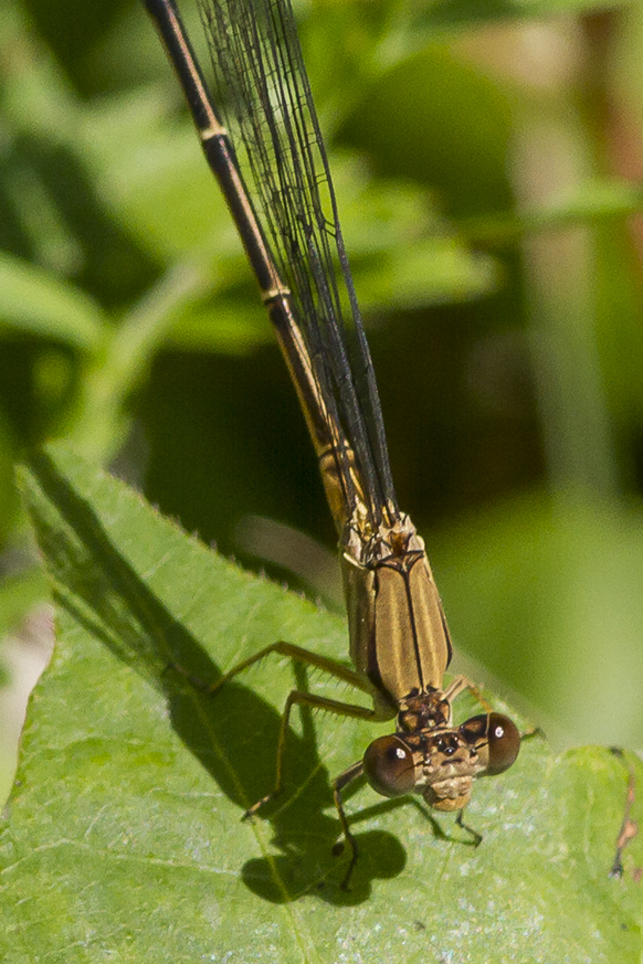 Damselfly v3 DM 7 17_MG_8691