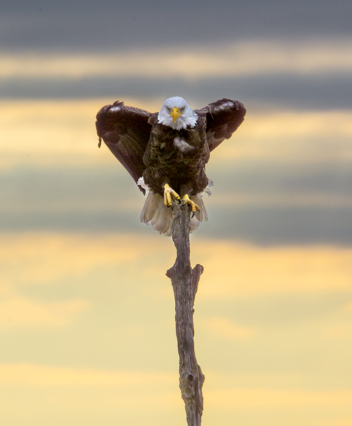 Eagle BWR v6_43G0354