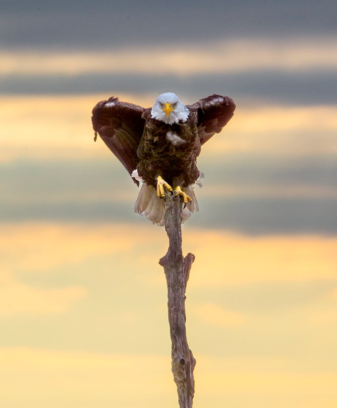 Eagle BWR v6_43G0354