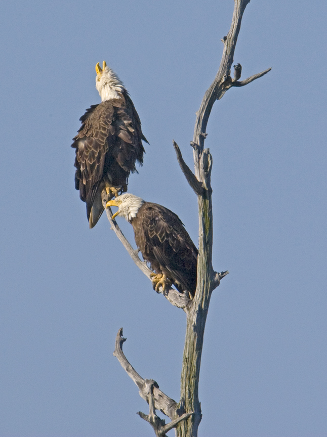 Eagles BWR_MA_1587a v2