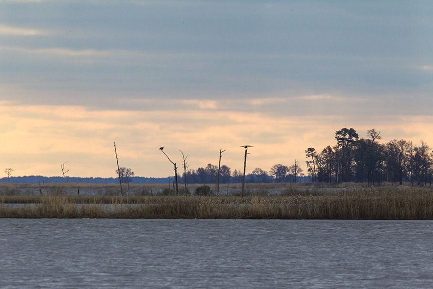 Eagles on Snags am BWR v1_43G0573