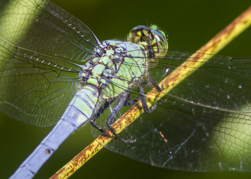 Eastern Ponhawk v2 DM 7 17_MG_8655